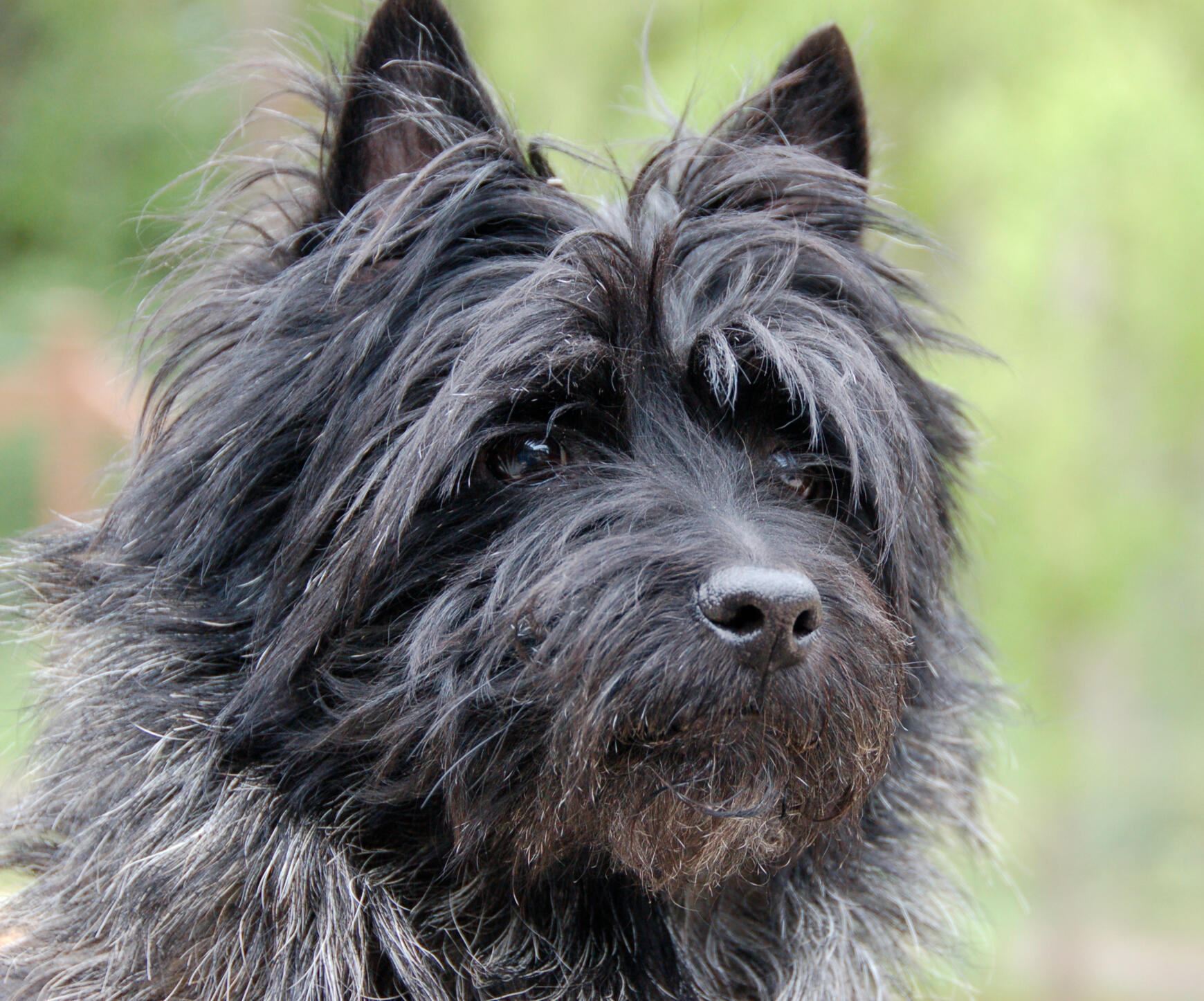 A headshot of an old black and grizzle Cairn Terrier with a calm and slightly serious expression as he looks at a slight angle, as if over the viewer's right shoulder.