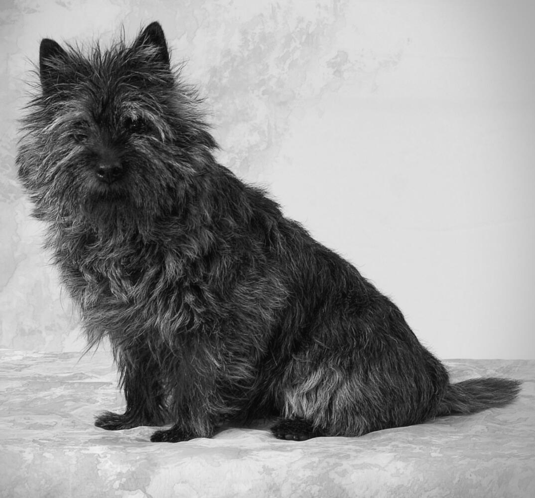 A dignified old black and silver Cairn Terrier sits upright, leaning slightly forward. Her body is facing left but her head is turned to look at the viewer.