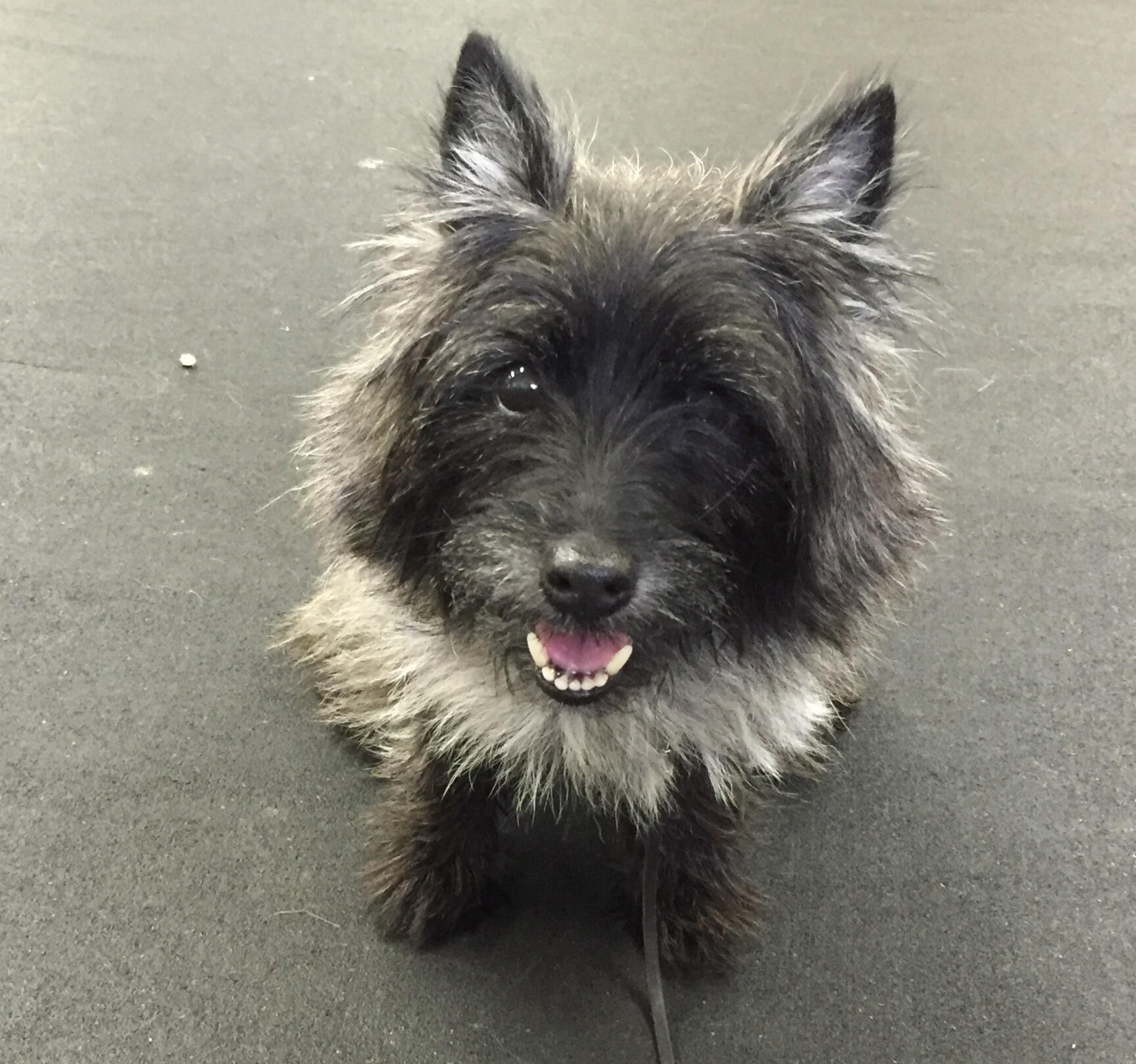 A black and silver Cairn Terrier sits on a black rubber mat looking up at the viewer with an open and friendly expression.