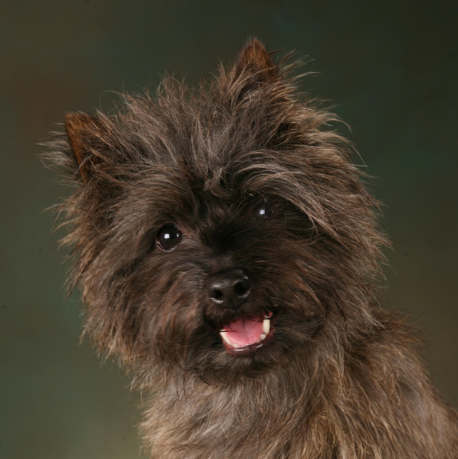 Against a dark green background a red brindle Cairn Terrier's head and neck fill the frame. The dog is looking straight at the viewer with an open and friendly expression.