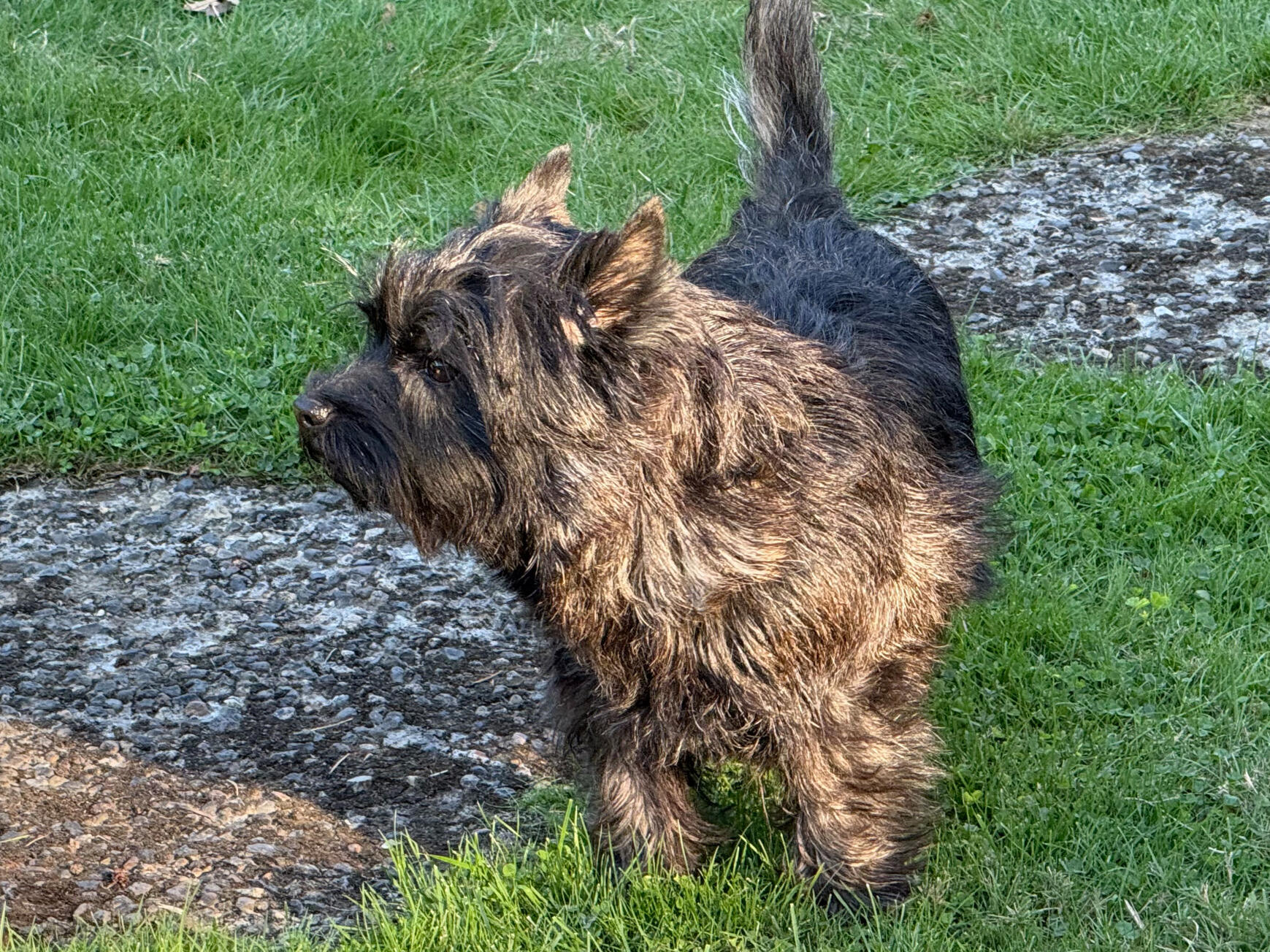 A young CairnTerrier stands in an alert posture on grass. Two large, mossy paving stones are visible in the grass.