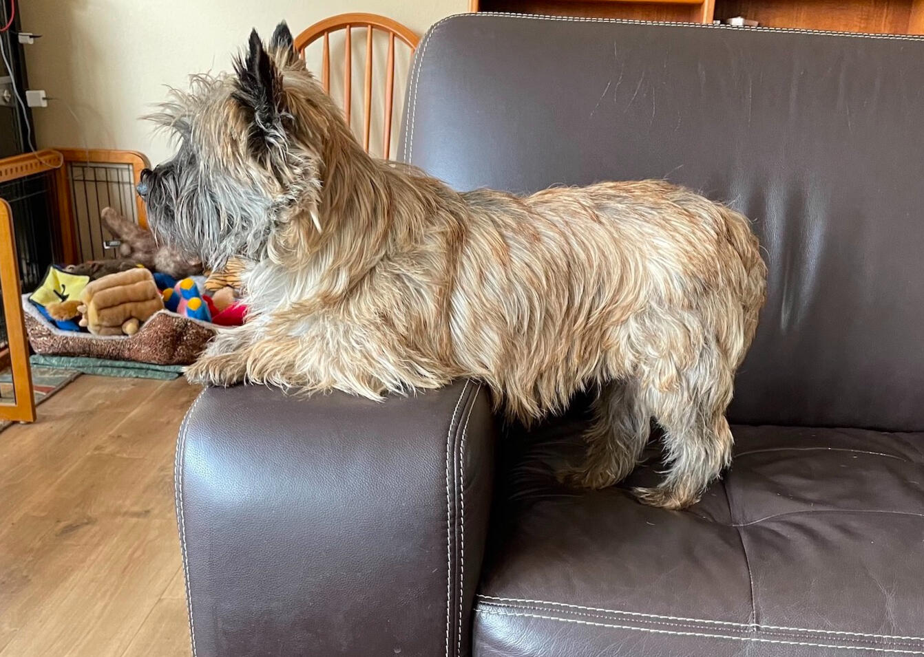 A red or cream brindle Cairn Terrier rests in an amusing posture on a dark brown leather sofa. The dog is resting his forearms and elbows on a wide arm of the furniture, while the rear legs stand on a seat cushion.