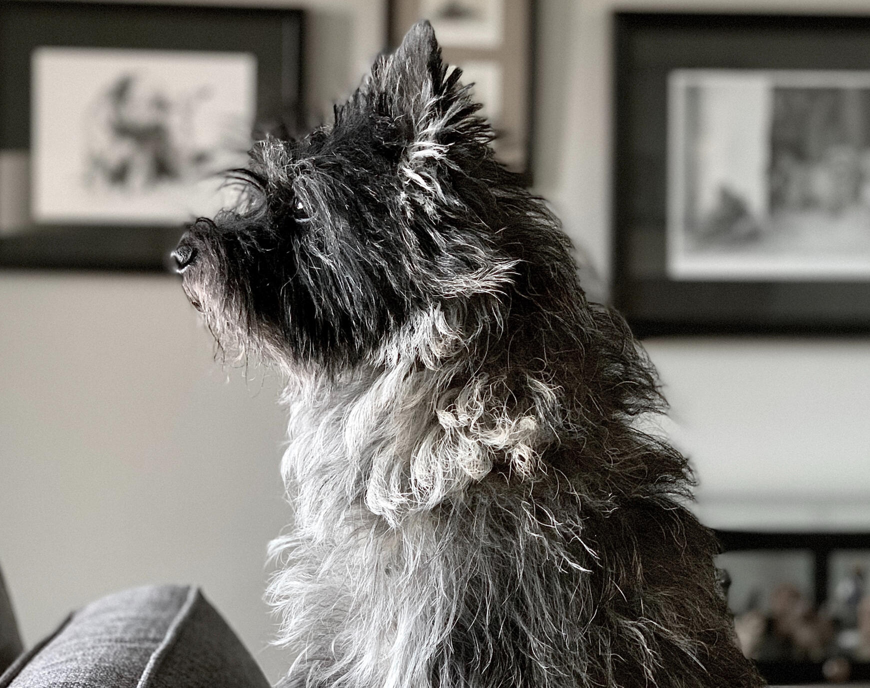 A black and white side profile view of an older CairnTerrier who looks intently to the left. His coat is silver and black. A glimpse of the faric couch he is standing on can be see. In the background, out of focus, there is framed art on the walls.