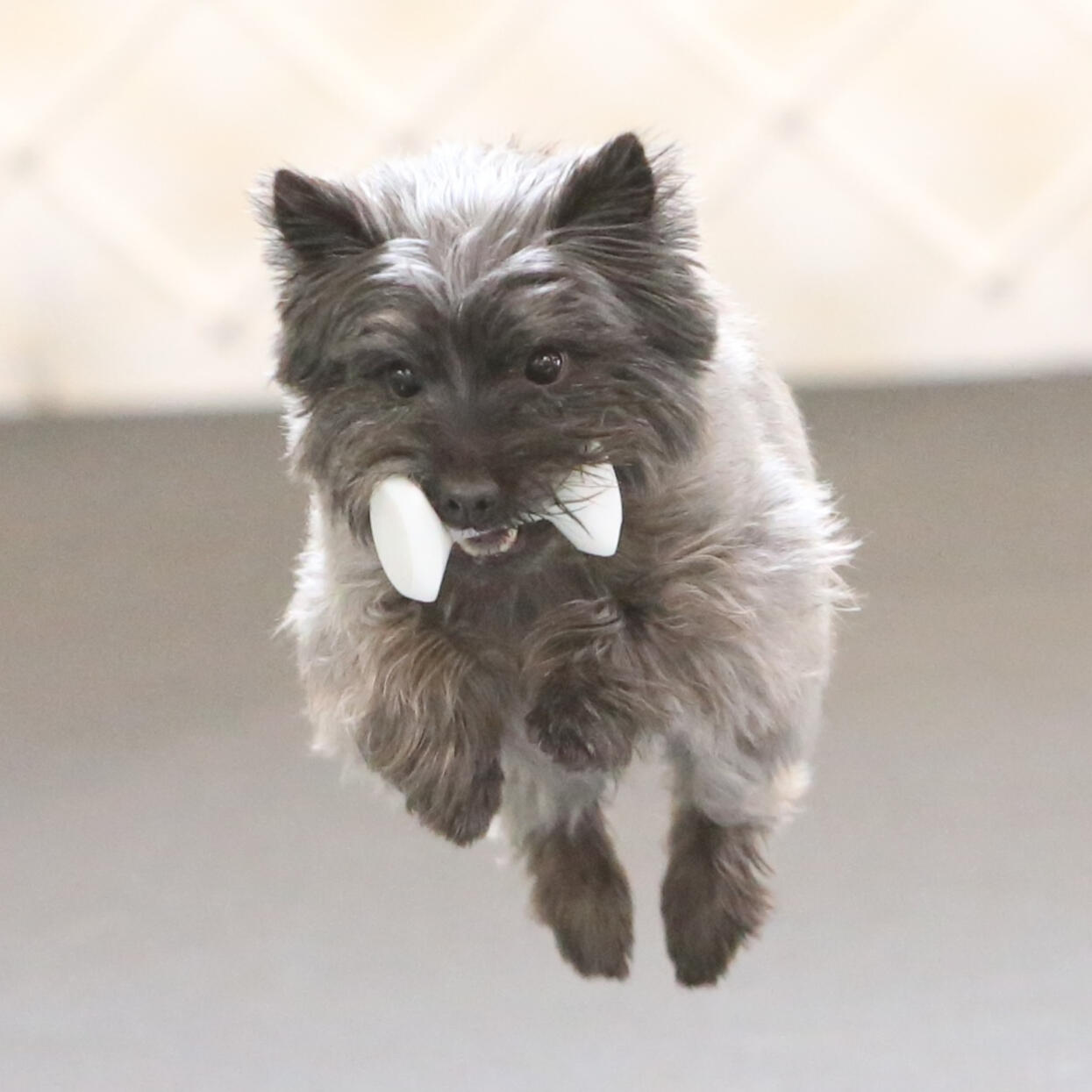 A light colored Cairn Terrier is photographed in mid-flight as she leaps over a jump toward the viewer with a white obedience dumbbell in her mouth.