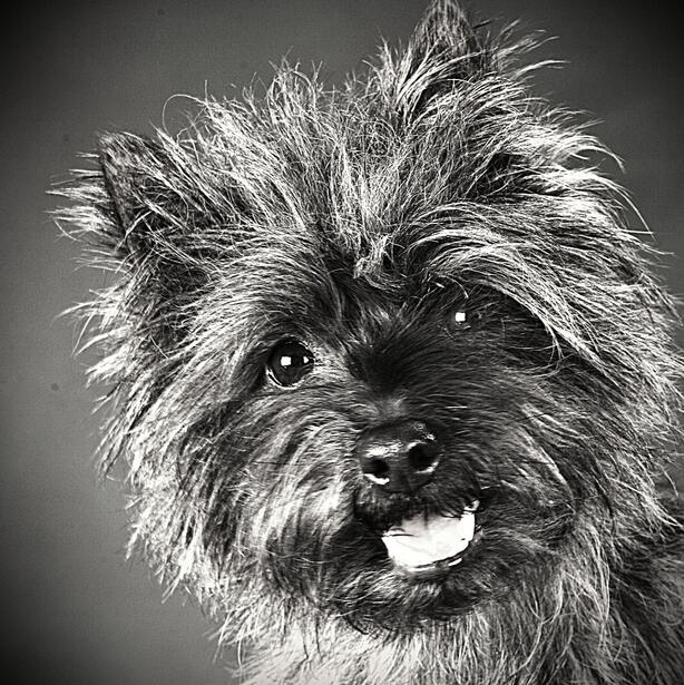 Full frame black and white photo of the head of Cairn Terrier. The dogs hair is full and harsh, its eyes are bright, and the mouth is open sightly in a friendly expression.